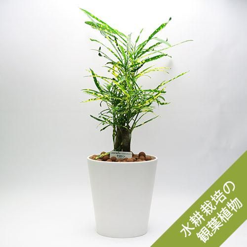 水耕栽培 観葉植物 クロトン リュウセイ