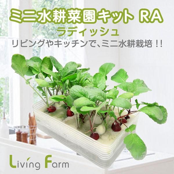 ラディッシュの水耕栽培キット ミニ水耕菜園キットra ラディッシュ