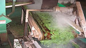 鹿児島茶の深蒸し茶をお届けするお茶の樋之口園の茶葉蒸し器