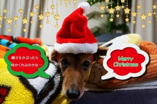 我が家のワンちゃんもメリークリスマス 全国のご当地アイスが買えるお店 通販サイト やまざと Com