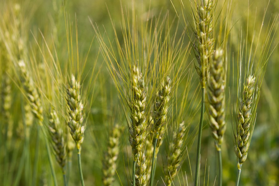 世羅高原で自家栽培する小麦