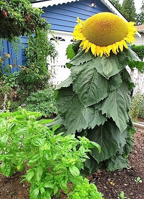 Jumbo Giant Sunflower