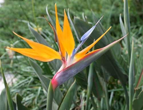 ストレリチア レギナエ ゴクラクチョウカ 極楽鳥花 の種 マルシェ青空