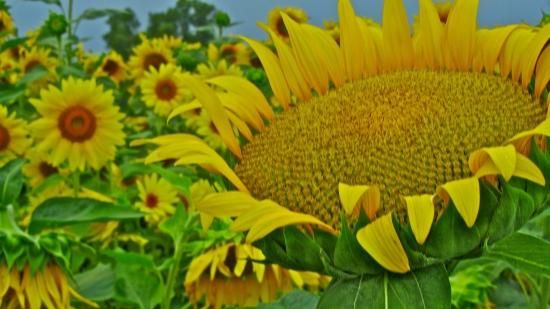 お化けヒマワリの種 マルシェ青空