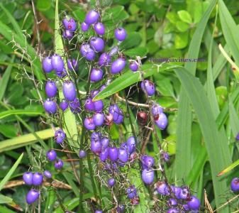 ブルーフラックスリリー キキョウラン ディアネラ の種 マルシェ青空