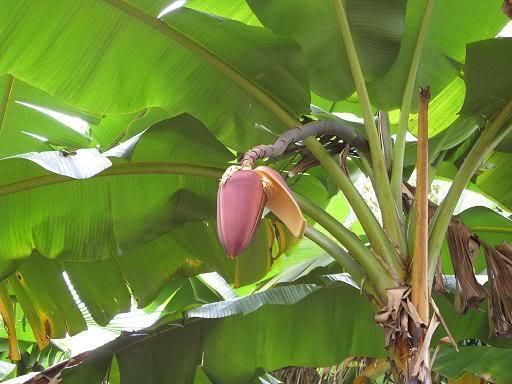 シーシャン 巨大美花 ラベンダーバナナ バナナの種 マルシェ青空