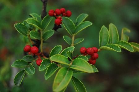 カホクザンショウ 華北山椒 花椒 の種 マルシェ青空