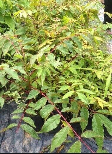 カホクザンショウ 華北山椒 花椒 の種 マルシェ青空