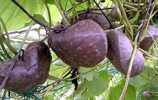 宇宙芋 エアーポテト のむかご 種芋 マルシェ青空