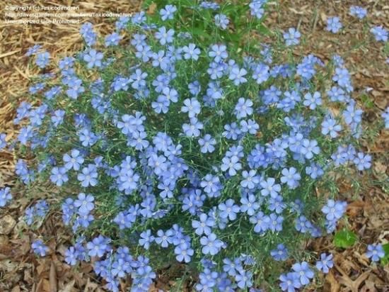 ブルーフラックス ペレニアルフラックス リナム の種 マルシェ青空