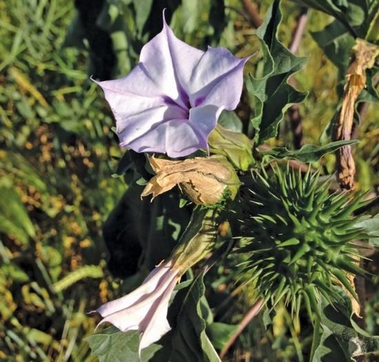 上朝鮮朝顔 種 最高の花の画像