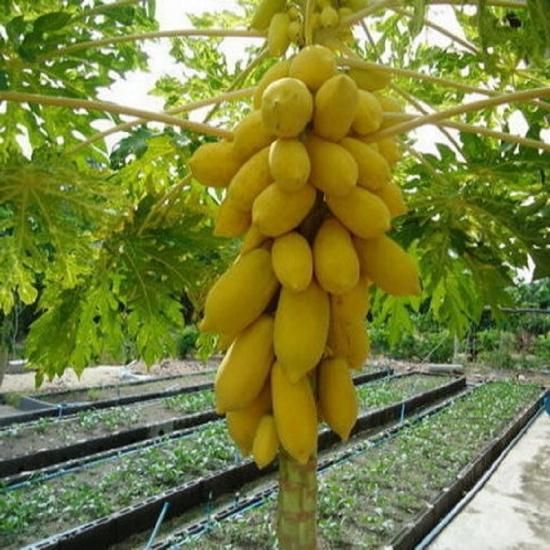 イエローパパイア 低木 の種 マルシェ青空