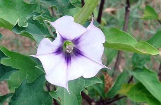 シロバナヨウシュチョウセンアサガオ 白花洋種朝鮮朝顔 の種 マルシェ青空