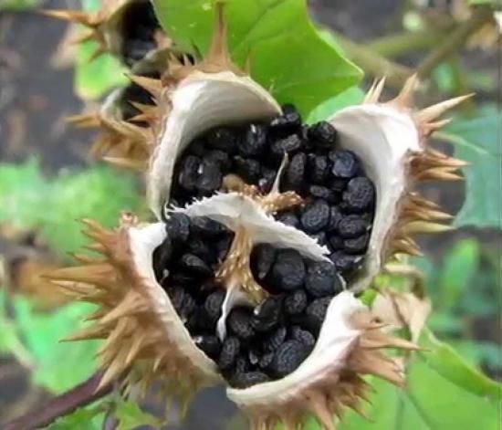 シロバナヨウシュチョウセンアサガオ 白花洋種朝鮮朝顔 の種 マルシェ青空