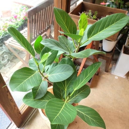 ベンガル菩提樹 バンヤンジュ の種 マルシェ青空