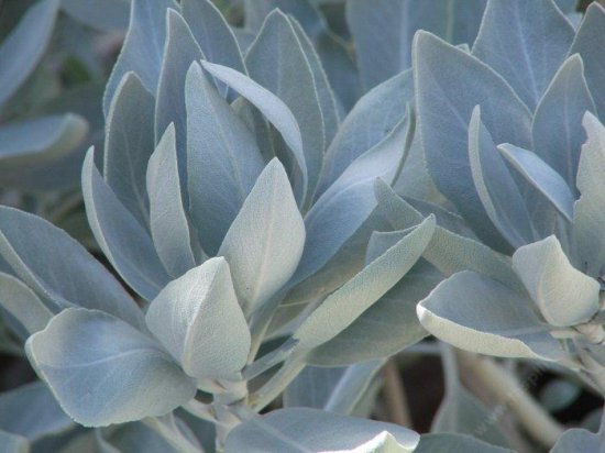 ホワイトセージ サルビア アピアナ の種 マルシェ青空