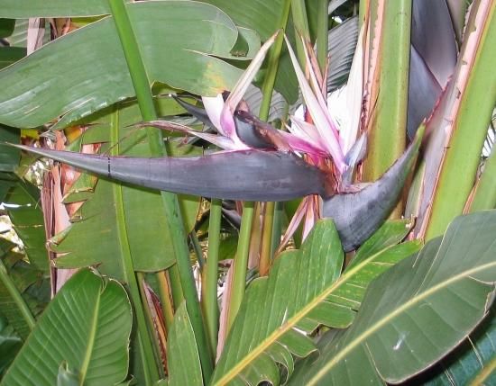 ストレリチア ニコライ ルリゴクラクチョウカ 瑠璃極楽鳥花 の種 マルシェ青空