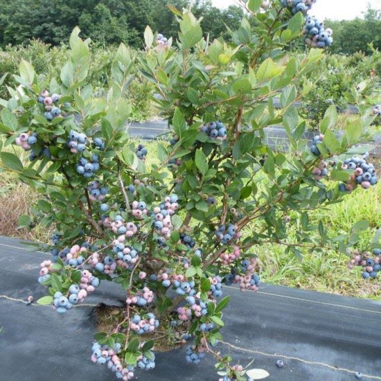 ノーザンハイブッシュブルーベリーの種 マルシェ青空