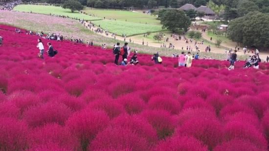 コキア ホウキギ の種 マルシェ青空