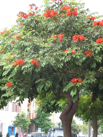 カエンボク アフリカンチューリップツリー の種 マルシェ青空