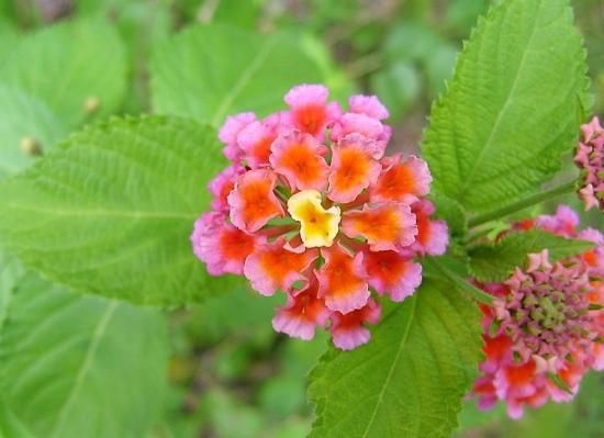 ランタナ シチヘンゲ の種 マルシェ青空