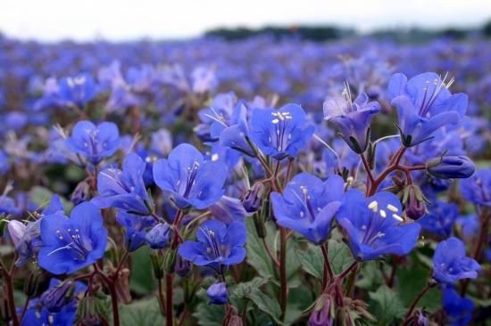 驚くばかりブルー ベル 花 最高の花の画像