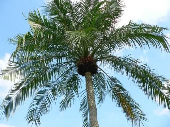 シンノウヤシ フェニックス ロベレニー の種 マルシェ青空