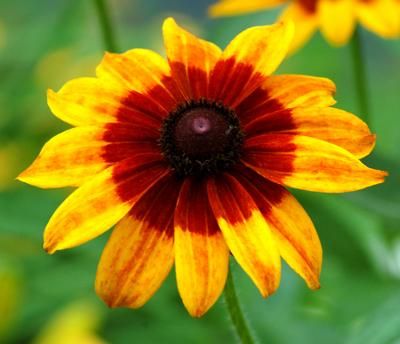 ルドベキア ヒルタ Black Eyed Susan の種 マルシェ青空