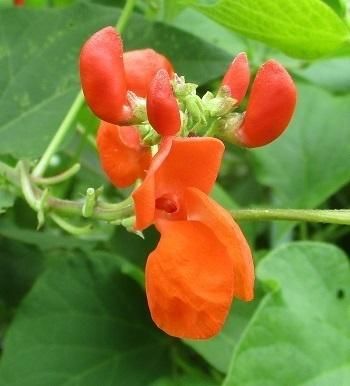 飛騨花豆 紅花インゲン の種 マルシェ青空