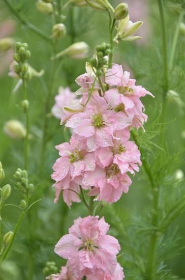 ライトピンクラークスパー 千鳥草 の種 マルシェ青空