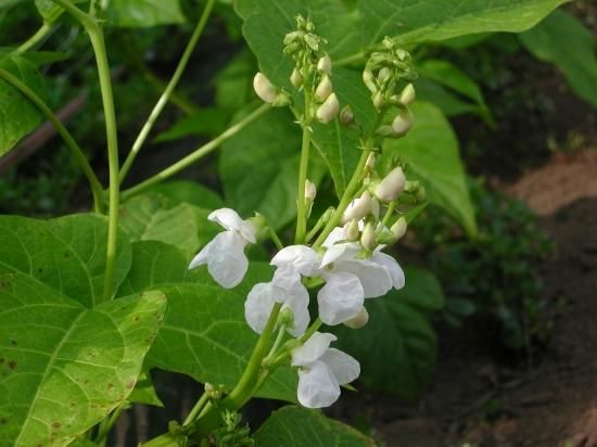 白花豆 白花インゲン の種 マルシェ青空