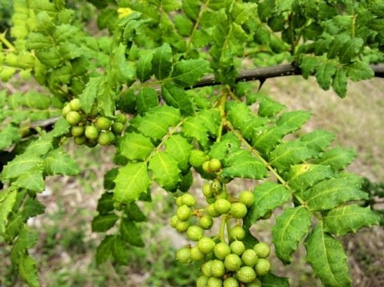 本山椒の種 マルシェ青空