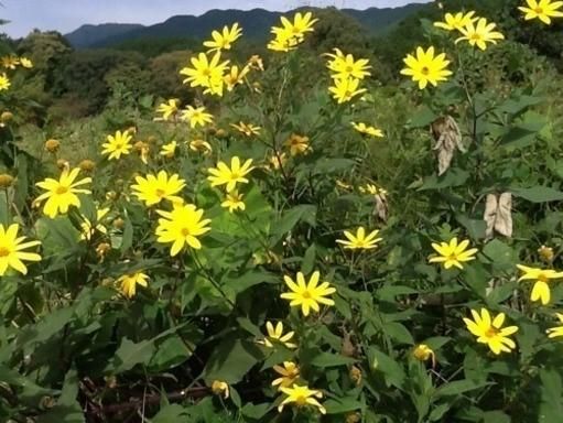 紫菊芋 ムラサキキクイモ フランスキクイモ パープルエルサレムアーティヨーク の種芋 マルシェ青空