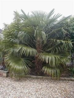 樹木の種 マルシェ青空