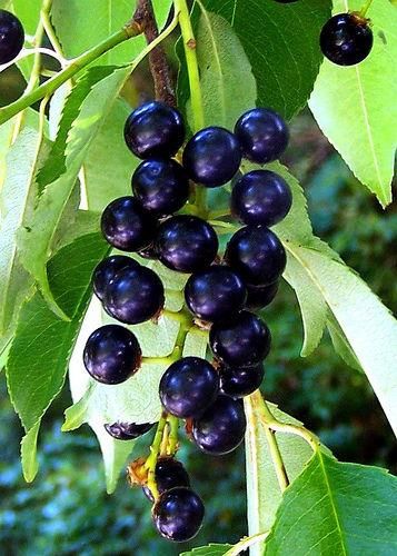 ブラックチェリーの種 マルシェ青空