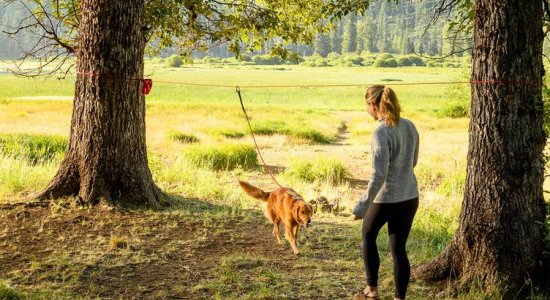 キャンプで犬を木に係留できるロープセット