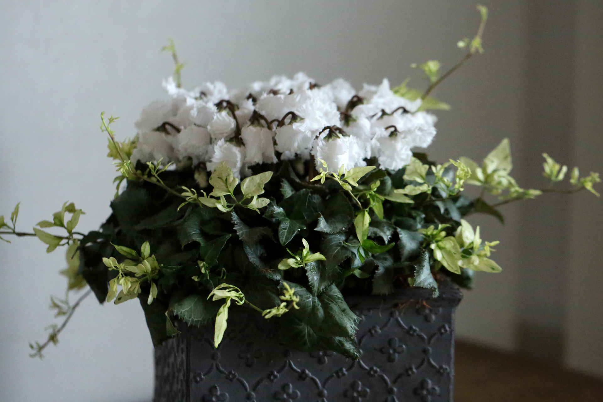 室内で楽しめるシクラメン「スワン」のローラアシュレイの鉢植え - 花 