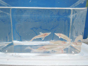 アルビノコチョウザメ 15 cm 観賞魚チョウザメの専門販売 廣島蝶鮫