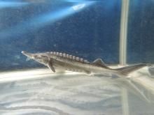 オオチョウザメ 30〜40cm