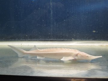 アルビノコチョウザメ 25cm 観賞魚チョウザメの専門販売 廣島蝶鮫
