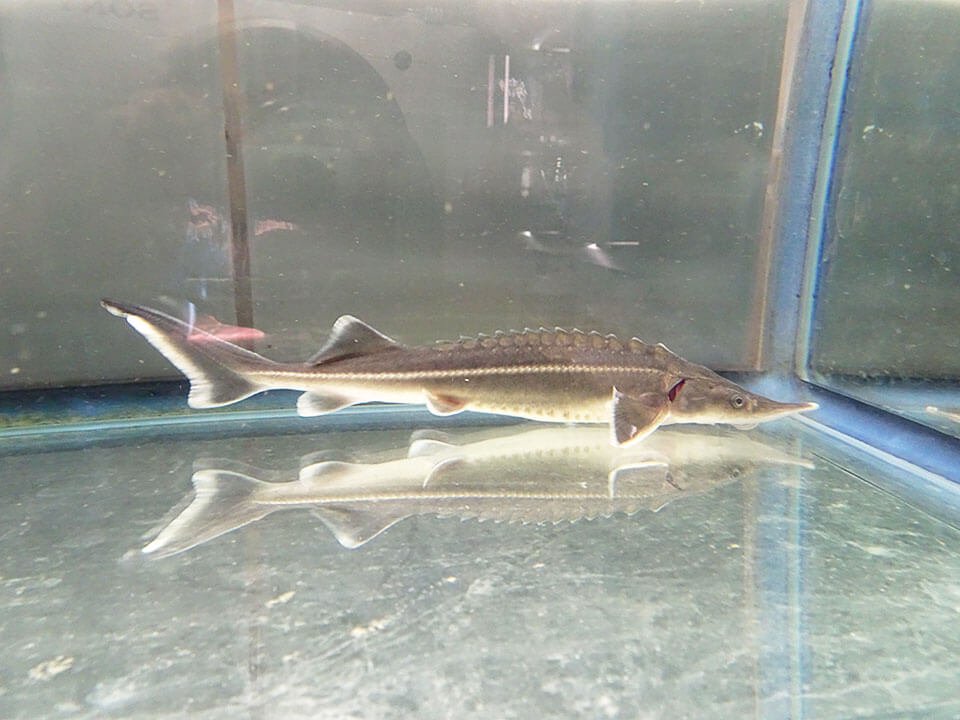 コチョウザメ 10 15cm 観賞魚チョウザメの専門販売 廣島蝶鮫
