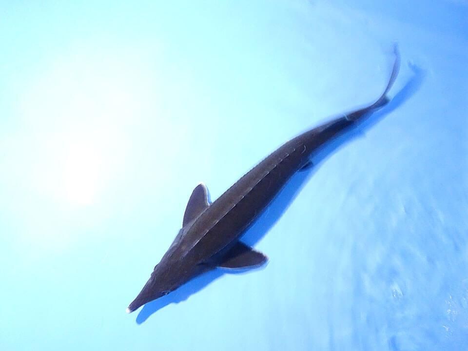 ラブリーコ チョウザメ 最高の花の画像