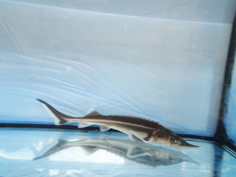 コチョウザメ 30cm 観賞魚チョウザメの専門販売 廣島蝶鮫