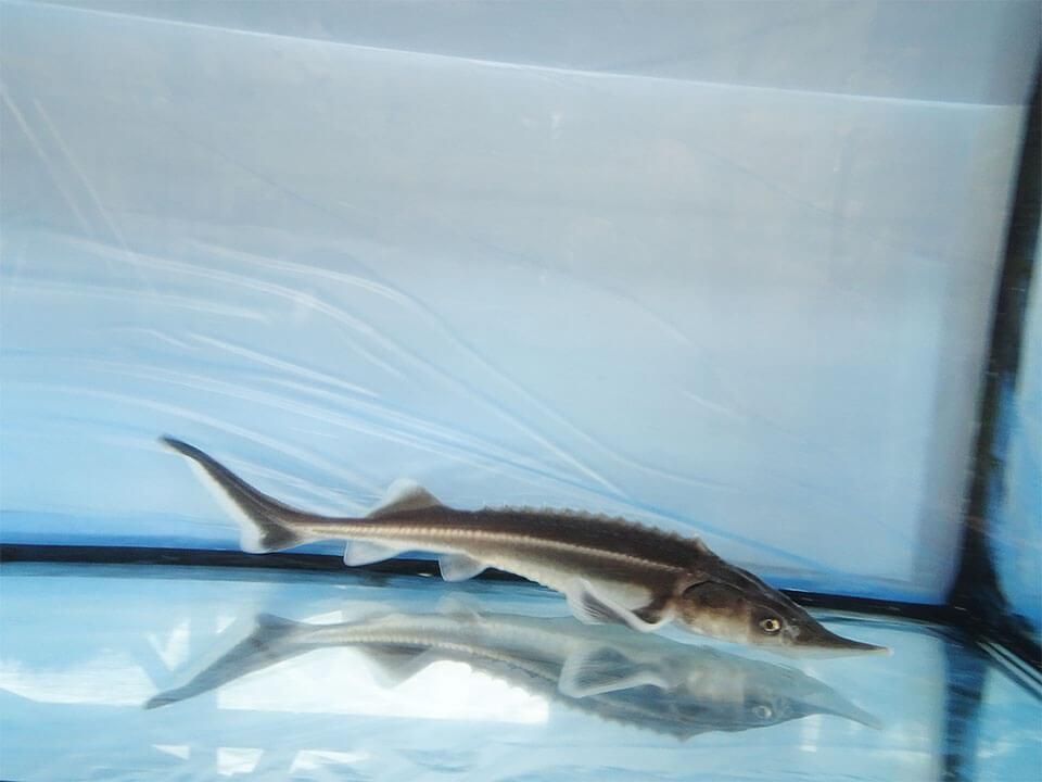 コチョウザメ 30cm 観賞魚チョウザメの専門販売 廣島蝶鮫