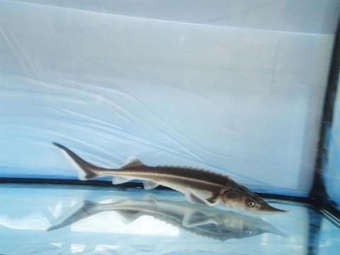 コチョウザメ 30〜40cm