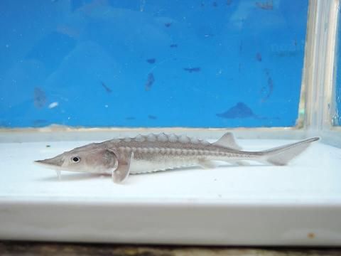 シロチョウザメ 約10cm