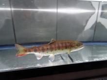一点もの アルビノニジマス 31cm(2020.02.08現在)