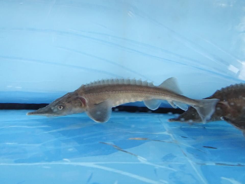 シベリアチョウザメ 5 10cm 観賞魚チョウザメの専門販売 廣島蝶鮫