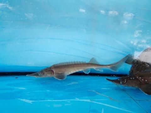 シベリアチョウザメ 約10cm